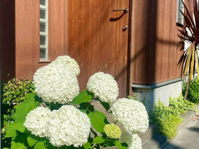 6月の玄関先。可愛い白紫陽花と木製玄関ドア