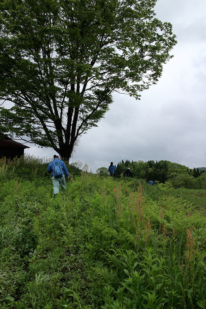 大きな木の下の草地を歩いて登るユダ木工新入社員たち